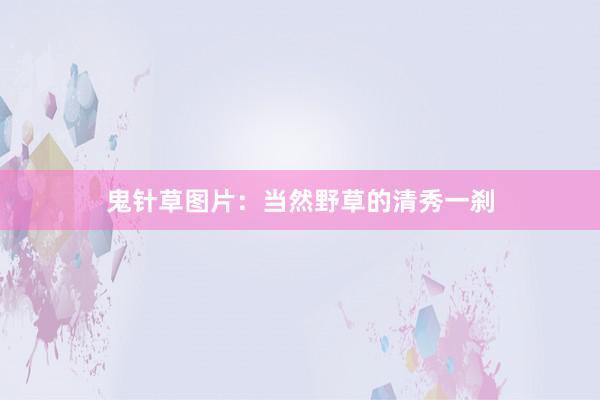 鬼针草图片：当然野草的清秀一刹